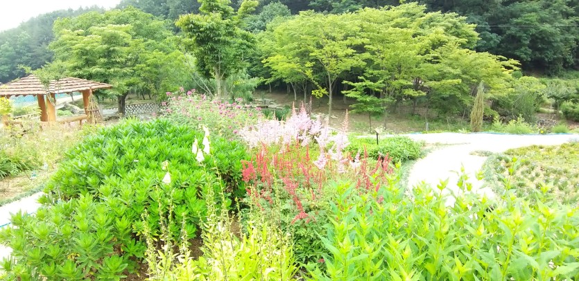 6월의  꽃마당 풍경